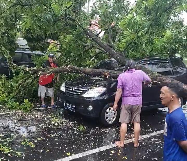 Mobil Xenia Penyok Tertimpa Pohon Tua di Lumajang saat Hujan Deras