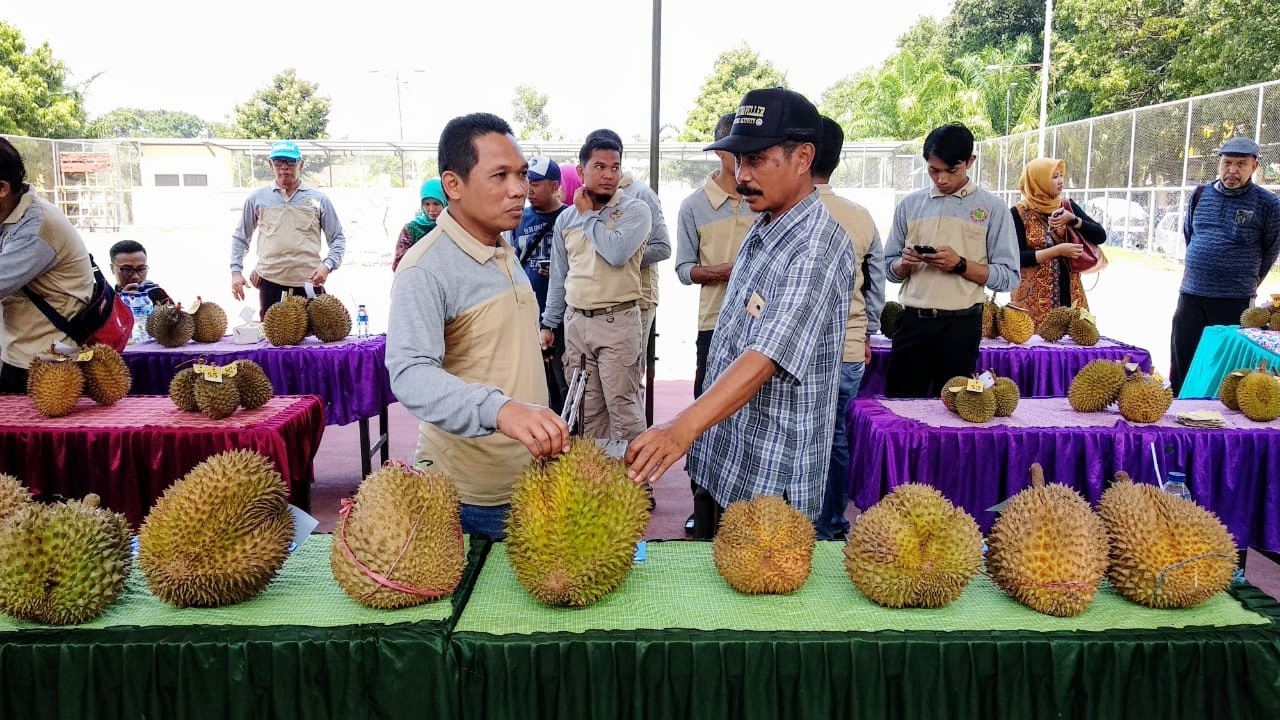 Cak Thoriq Terpesona Kenikmatan Durian Kembang Lumajang