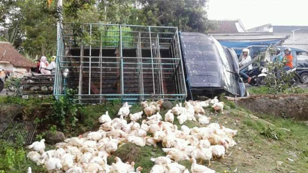 Pick Up Angkut Ayam Potong Terguling Hantam Tiang Listrik