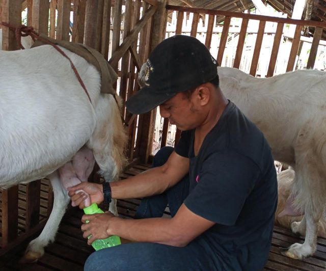 Susu Kambing Etawa Lumajang Jadi Peluang Usaha Masa Pandemi