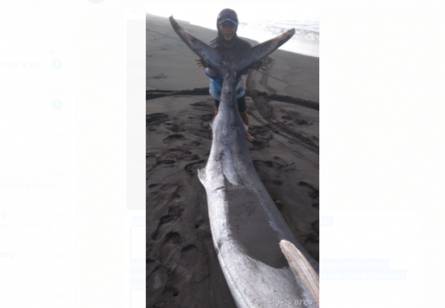 Heboh..! Ikan Marlin Terdampar Di Pantai Wotgalih Lumajang