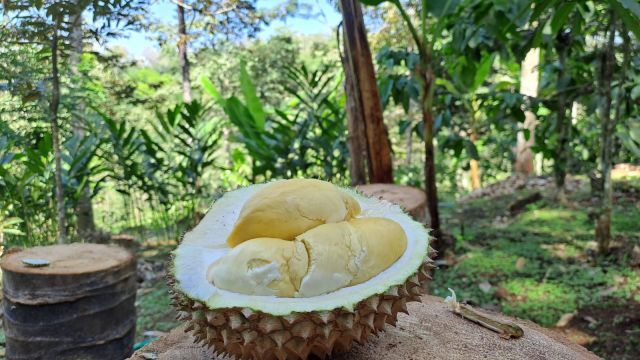 Durian Tisu Andalan Kebun Haji Nanang Gucialit Lumajang