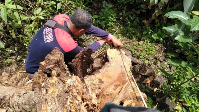 Polisi Tangkap Pelaku Illegal Logging Kayu Kepuh di Pasirian Lumajang  