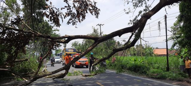 Pohon Tumbang di Jalan Raya Banyuputih Lumajang, Sebabkan Arus Lalu Lintas Terhambat 