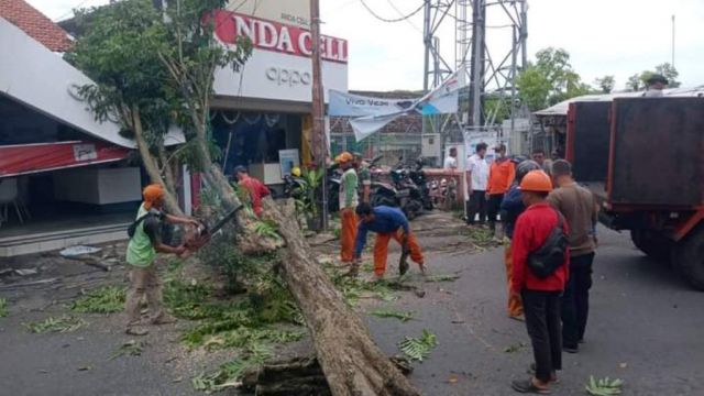 Angin Kencang Tumbangkan Pohon di Jalan Juanda Lumajang