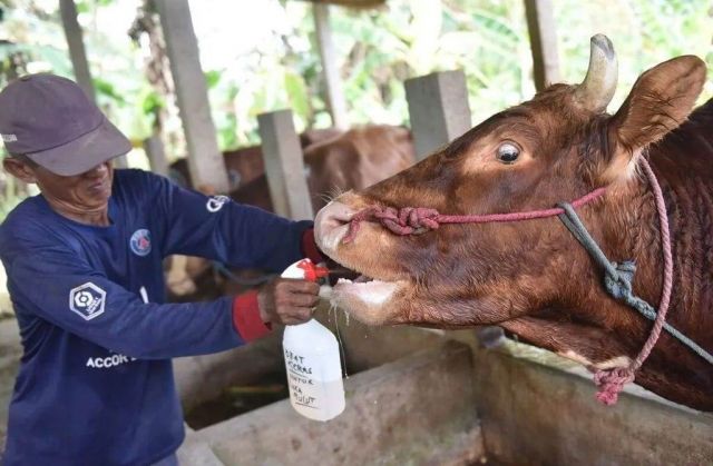 Vaksinasi PMK di Lumajang Utamakan Sapi Sehat