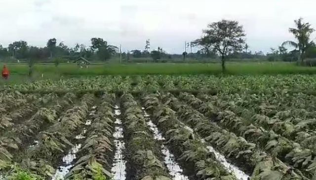 Puluhan Hektar Lahan Tembakau di Lumajang Busuk Terendam Air Hujan