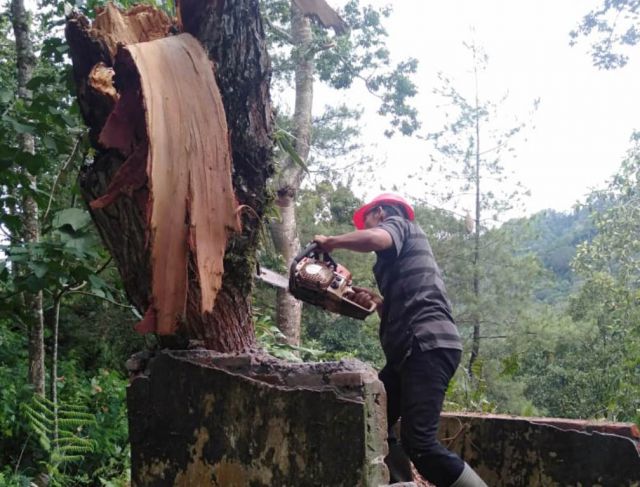 Pohon Tumbang Tutup Total Akses Jalan Menuju Ranu Pani Lumajang