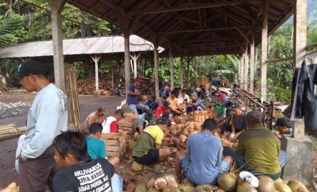 Tradisi Gotong Royong Kupas Kelapa Lestari di Tempursari Lumajang